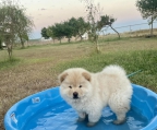 Hola! Tenemos chow chows macho y hembra de raza pura a la venta. 4 meses. Examinados por un veterinario
<br>completamente desparasitados. Todas las vacunas y microchip también. Aman a los niños
<br>y otros perros. Si tienes alguna pregunta, llámame o envíame un mensaje de texto en cualquier momento.