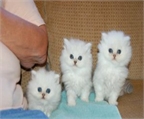 Gatitos persas lindos para la venta