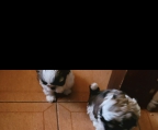 Hermosos ejemplares shih tzu 