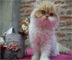 Gatos persa con pedigree