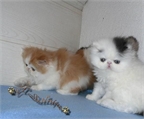 Gatitos persas en adopción.