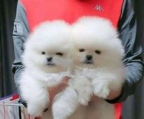 Cachorros de Pomerania disponibles para la venta
<br>Están listos para convertirse en tu compañero de por vida, tienen buen temperamento y son cachorros saludables. Mis cachorros están socializados con niños y otros animales.